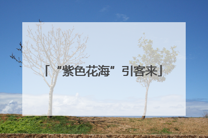 “紫色花海”引客来