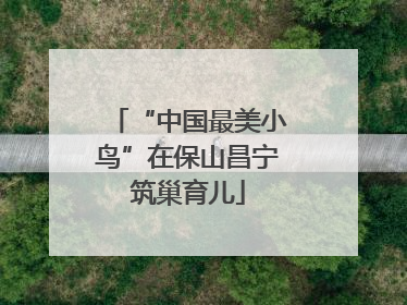 “中国最美小鸟”在保山昌宁筑巢育儿