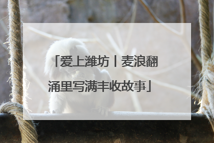 爱上潍坊丨麦浪翻涌里写满丰收故事