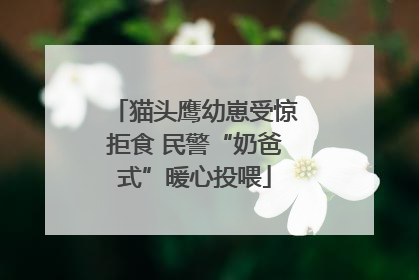 猫头鹰幼崽受惊拒食 民警“奶爸式”暖心投喂