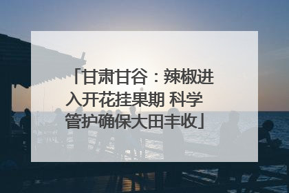 甘肃甘谷：辣椒进入开花挂果期 科学管护确保大田丰收