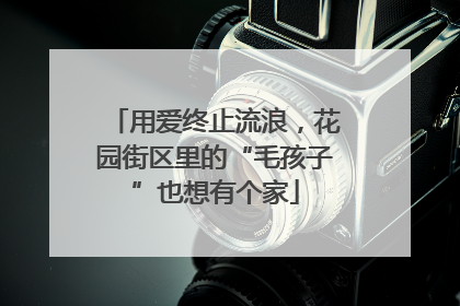 用爱终止流浪，花园街区里的“毛孩子”也想有个家
