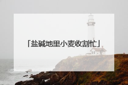 盐碱地里小麦收割忙
