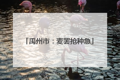 禹州市：麦罢抢种急
