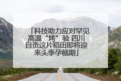 科技助力应对罕见高温“烤”验 四川自贡这片稻田即将迎来头季孕穗期