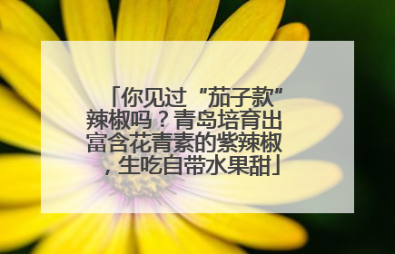 你见过“茄子款”辣椒吗？青岛培育出富含花青素的紫辣椒，生吃自带水果甜