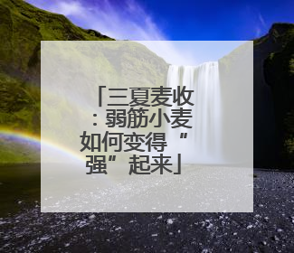 三夏麦收：弱筋小麦如何变得“强”起来