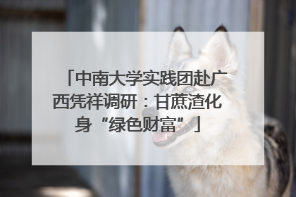 中南大学实践团赴广西凭祥调研：甘蔗渣化身“绿色财富”