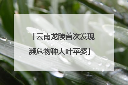 云南龙陵首次发现濒危物种大叶苹婆