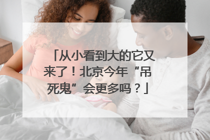 从小看到大的它又来了！北京今年“吊死鬼”会更多吗？