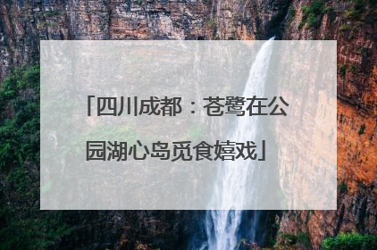 四川成都：苍鹭在公园湖心岛觅食嬉戏