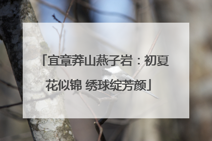 宜章莽山燕子岩：初夏花似锦 绣球绽芳颜