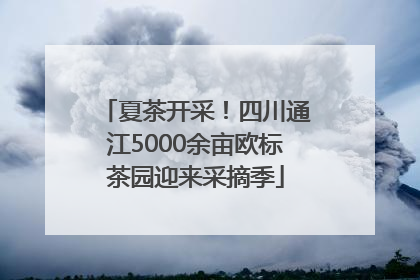 夏茶开采！四川通江5000余亩欧标茶园迎来采摘季