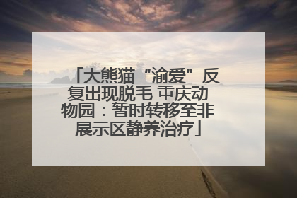 大熊猫“渝爱”反复出现脱毛 重庆动物园：暂时转移至非展示区静养治疗