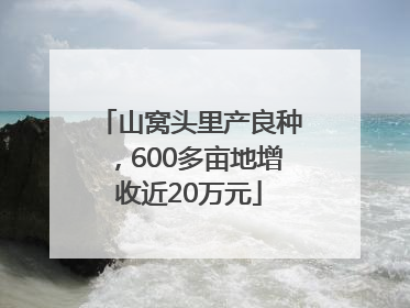 山窝头里产良种，600多亩地增收近20万元