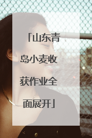 山东青岛小麦收获作业全面展开