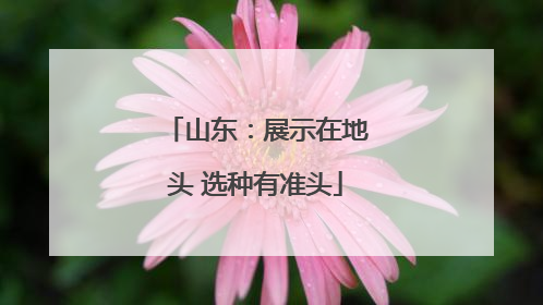 山东：展示在地头 选种有准头