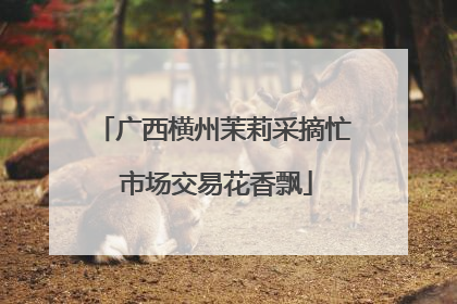广西横州茉莉采摘忙 市场交易花香飘