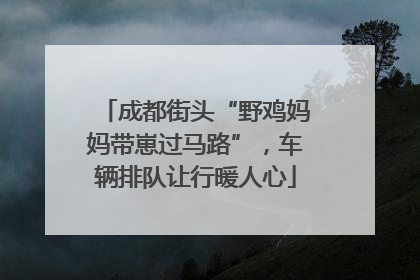 成都街头“野鸡妈妈带崽过马路”，车辆排队让行暖人心