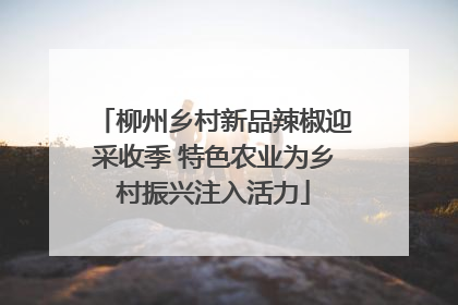 柳州乡村新品辣椒迎采收季 特色农业为乡村振兴注入活力