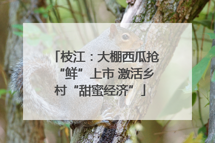 枝江：大棚西瓜抢“鲜”上市 激活乡村“甜蜜经济”