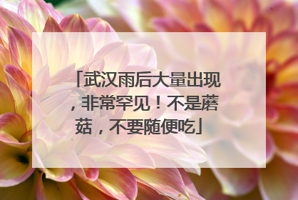 武汉雨后大量出现，非常罕见！不是蘑菇，不要随便吃