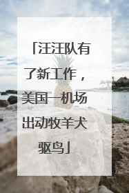 汪汪队有了新工作，美国一机场出动牧羊犬驱鸟