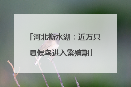 河北衡水湖：近万只夏候鸟进入繁殖期