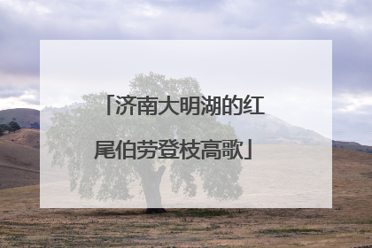 济南大明湖的红尾伯劳登枝高歌