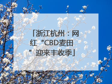 浙江杭州：网红“CBD麦田”迎来丰收季