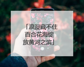 浪漫藏不住 百合花海绽放黄河之滨