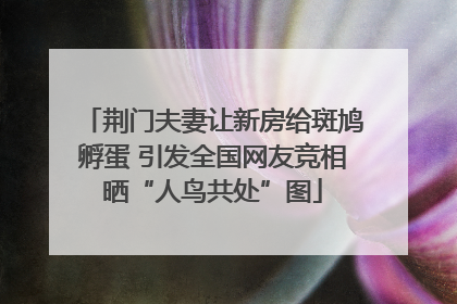 荆门夫妻让新房给斑鸠孵蛋 引发全国网友竞相晒“人鸟共处”图