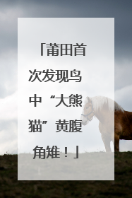 莆田首次发现鸟中“大熊猫”黄腹角雉！
