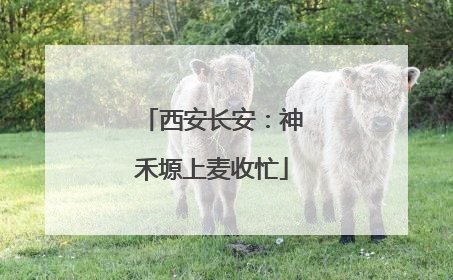 西安长安：神禾塬上麦收忙