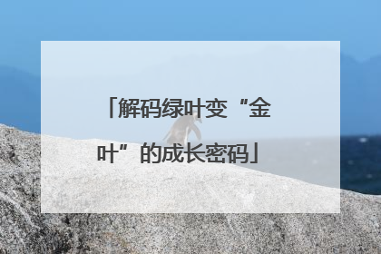 解码绿叶变“金叶”的成长密码