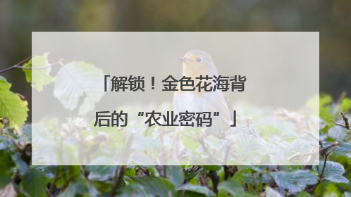 解锁！金色花海背后的“农业密码”