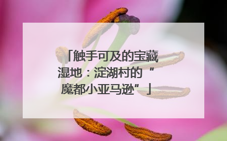触手可及的宝藏湿地：淀湖村的“魔都小亚马逊”