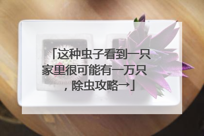 这种虫子看到一只家里很可能有一万只，除虫攻略→