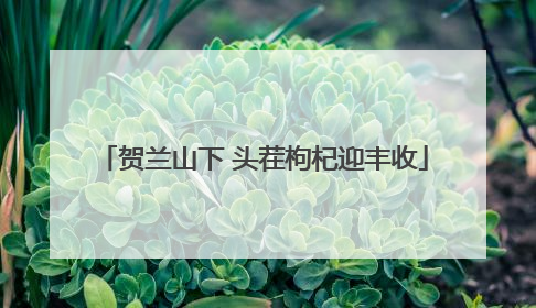 贺兰山下 头茬枸杞迎丰收