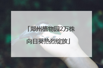 郑州植物园2万株向日葵热烈绽放