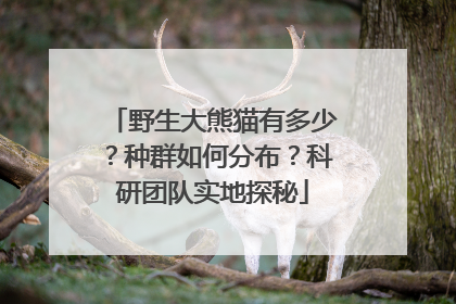 野生大熊猫有多少？种群如何分布？科研团队实地探秘
