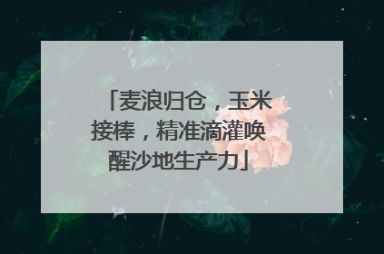 麦浪归仓，玉米接棒，精准滴灌唤醒沙地生产力