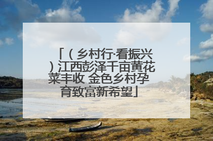 （乡村行·看振兴）江西彭泽千亩黄花菜丰收 金色乡村孕育致富新希望